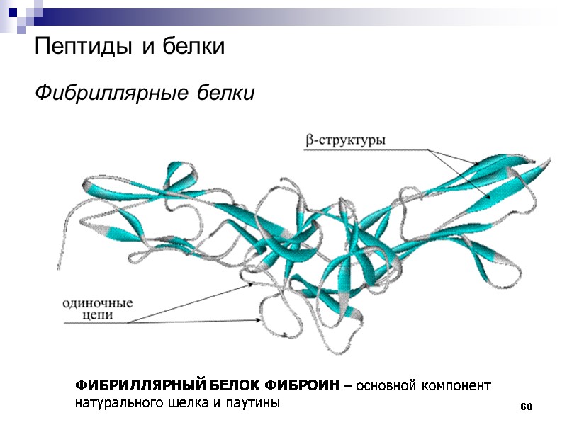 60 Пептиды и белки   Фибриллярные белки ФИБРИЛЛЯРНЫЙ БЕЛОК ФИБРОИН – основной компонент